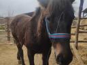 Mare foal for sale Igar