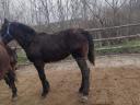 Mare foal for sale Igar