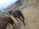 Mare foal for sale Igar