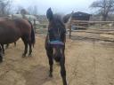 Mare foal for sale Igar