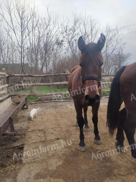 Gelding foal for sale