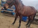 Gelding foal for sale