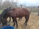 Gelding foal for sale