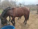 Gelding foal for sale