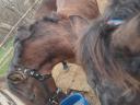 Gelding foal for sale