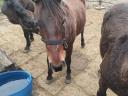 Gelding foal for sale