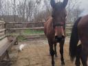 Gelding foal for sale in Igaron