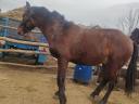 Gelding foal for sale in Igaron