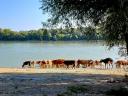 Hungarian heifers for sale