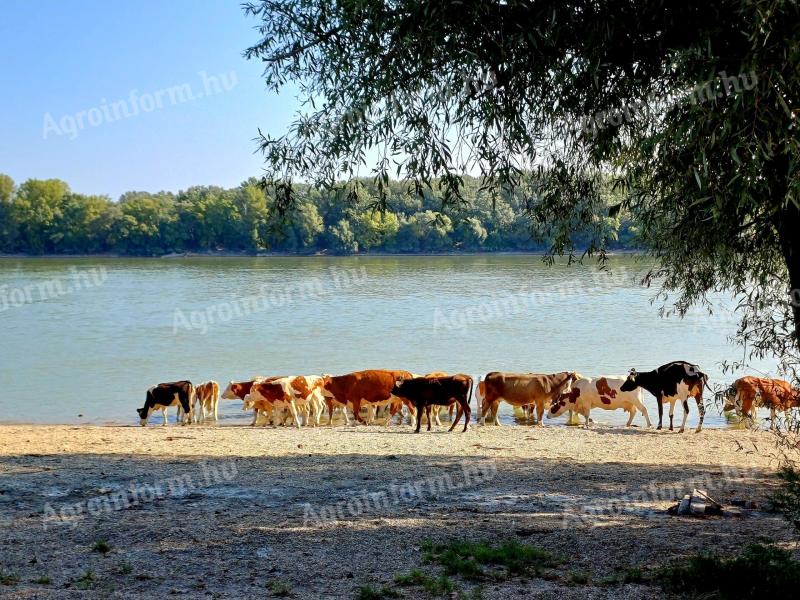 Hungarian heifers for sale