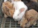 Rabbits for sale