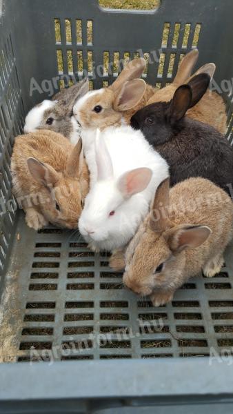 Rabbits for sale