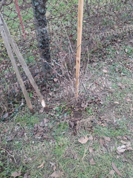 Gooseberry, caraway seedlings for sale