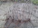 Gooseberry, caraway seedlings for sale