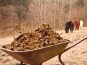 Horse manure, high quality