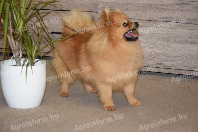 9 month old male Spitz for sale