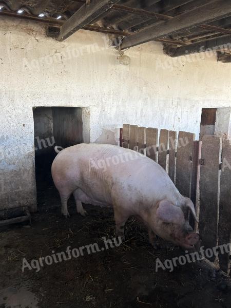 300kg körüli anyakoca eladó