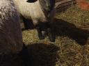 Suffolk ram for sale