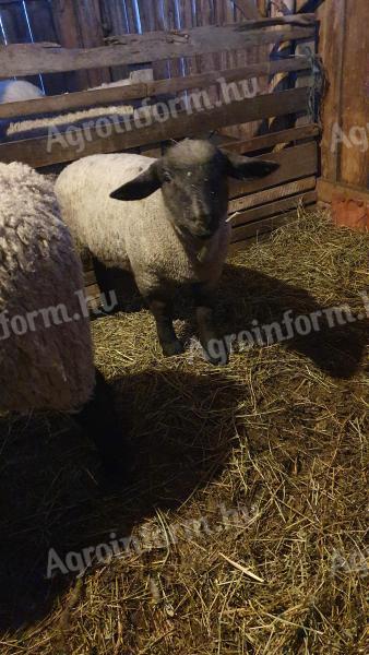 Suffolk ram for sale