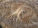 Alfalfa and hay bales for sale