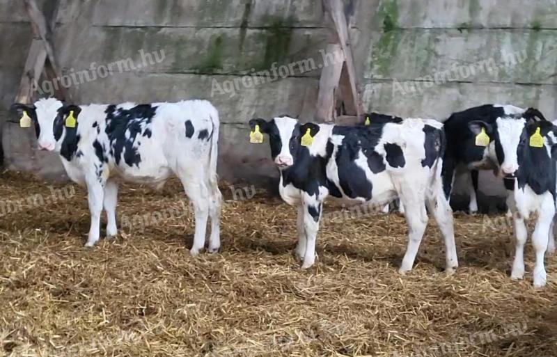 Bull calves around 200 kg