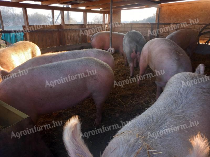 Fattening farm animals for sale in Üllés