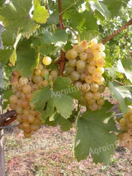 Mátra Valley vines