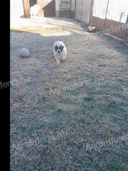 Central Asian sheepdog