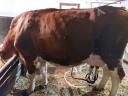 Cow with reddish red cow