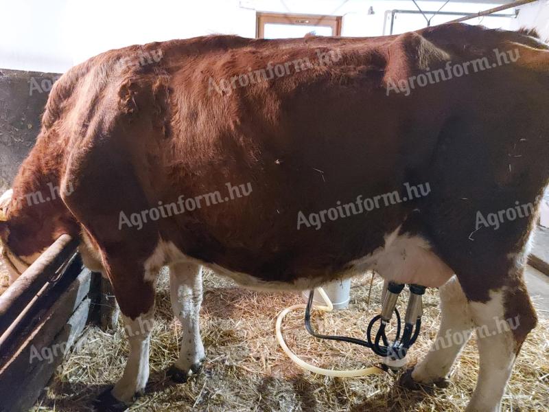 Cow with reddish red cow