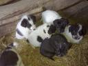 Spotted labrador-mix puppies