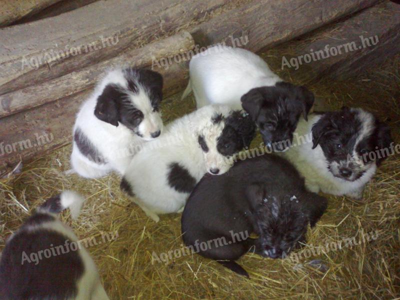 Spotted labrador-mix puppies