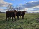 Angus pedigree and heifer calves