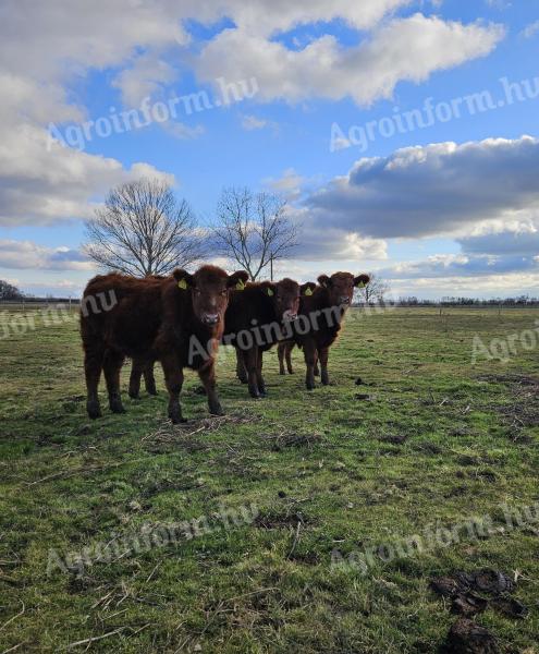 Plemenná telata a jalovice plemene Angus