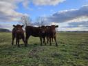 Angus pedigree and heifer calves