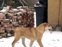 Central Asian Shepherd