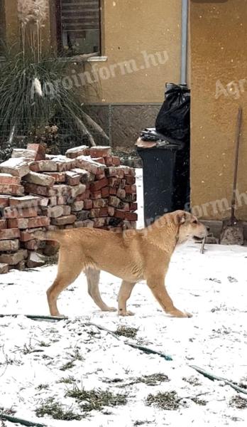 Central Asian Shepherd