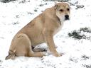 Central Asian Shepherd