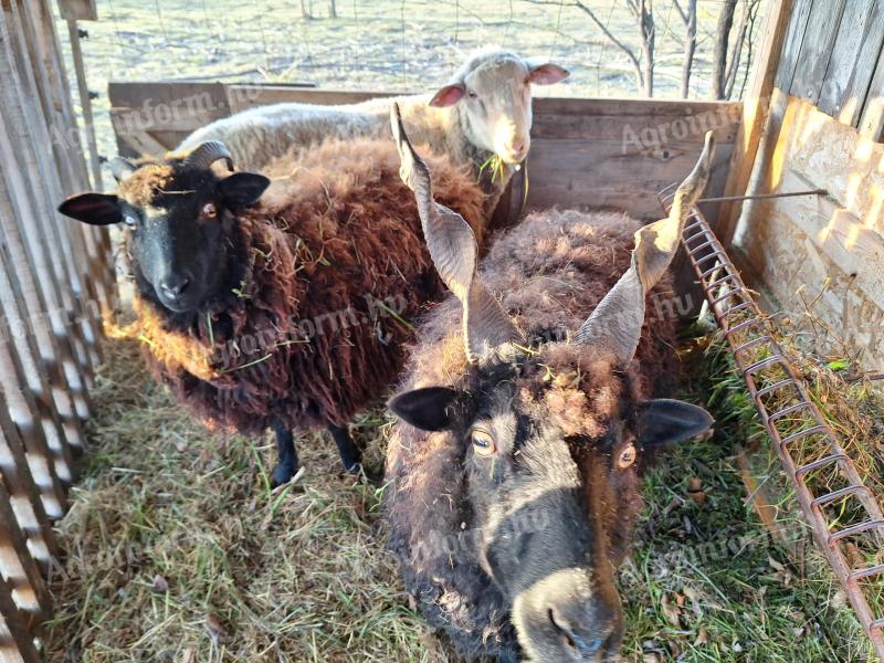 3 sheep for sale, kept as hobby