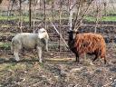 3 sheep for sale, kept as hobby