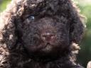 Small dog, Lagotto Romagnolo