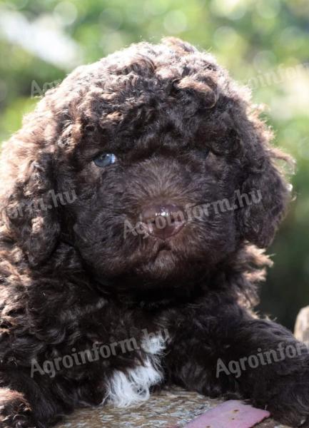 Small dog, Lagotto Romagnolo