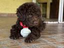 Small dog, Lagotto Romagnolo