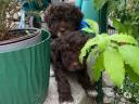 Small dog, Lagotto Romagnolo