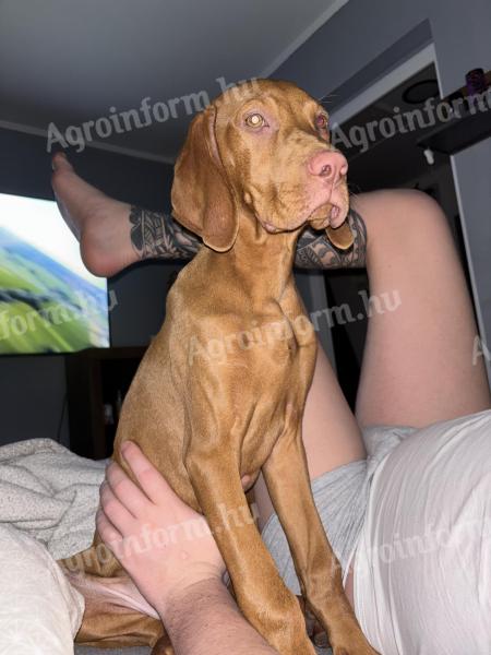 Hungarian pedigree vizsla