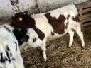 6 5 month old calves for sale