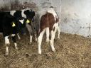 6 5 month old calves for sale