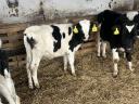 6 5 month old calves for sale