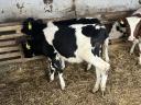 6 5 month old calves for sale