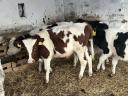 6 5 month old calves for sale